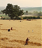 ARC-SWATH007.jpg