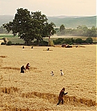 ARC-SWATH008.jpg